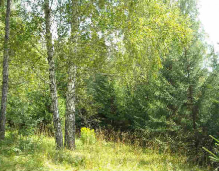 Коттеджный поселок Лесной