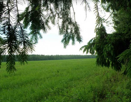 Природа в поселке Усадьба Юрково