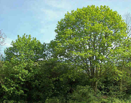 Участки Новорижском шоссе