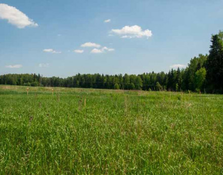Участки без подряда в поселке Залесье