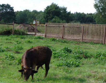 Купить участок на Оке