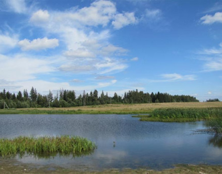 Окрестности в поселке Жемчужина