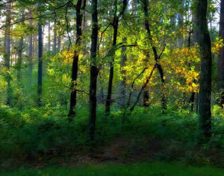 Территория Веретея