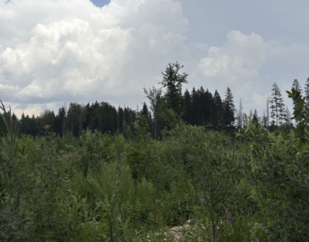 Виды Еловый край