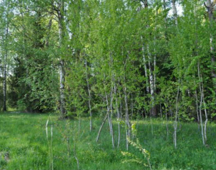 Купить дом в коттеджном поселке Лесная подкова