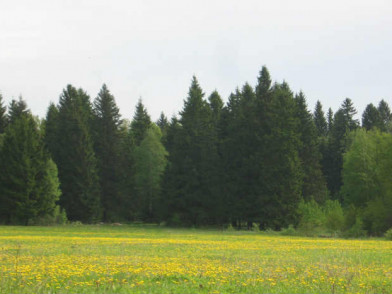 Коттеджный поселок Рябинка