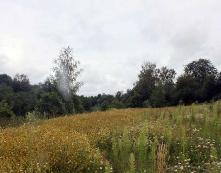 Окресности Ревякино