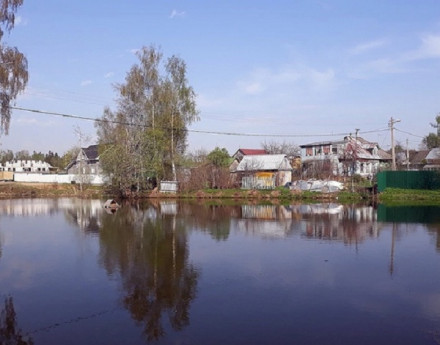 Виды Янтарный