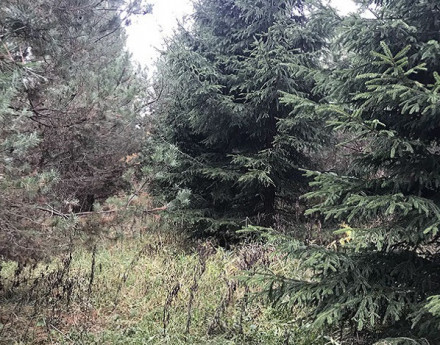 Виды поселка Повадино