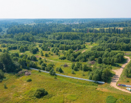 Виды Акация