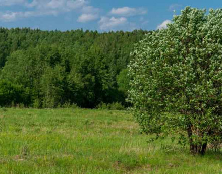 Дома в поселке Тургенево