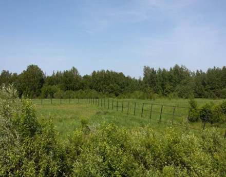 Виды ФорестСэнс