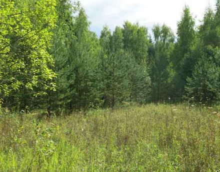 Территория Терентьево