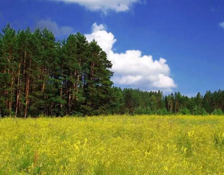 Виды Тефаново