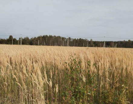 Виды Раменье