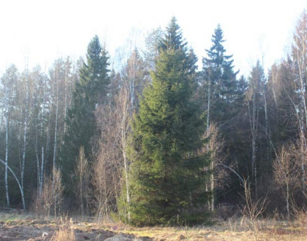 Лес в поселке Новорижский Эдем