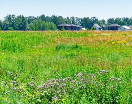Виды Купавинский